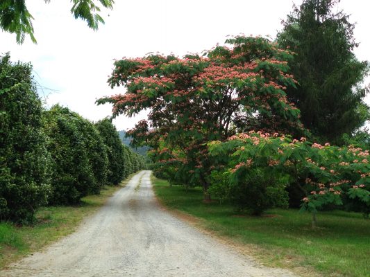 Casa do Sobreiro - Turismo Rural